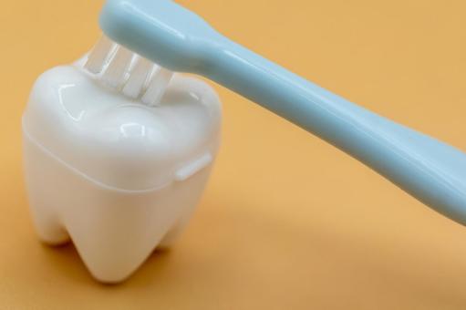 歯を歯ブラシで磨く